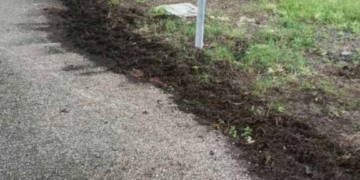 Cinghiali nel parco del Fosso della Badia allo Scalo, interrogazione del Pd