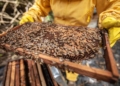 Apicoltura, via al bando da quasi mezzo milione di euro. Assessore Meloni: “Sosteniamo gli apicoltori e tuteliamo la biodiversità”