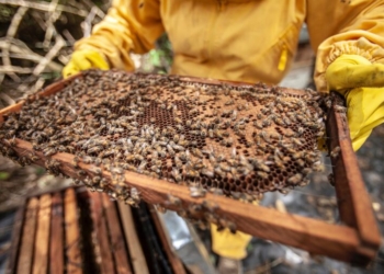 Apicoltura, via al bando da quasi mezzo milione di euro. Assessore Meloni: “Sosteniamo gli apicoltori e tuteliamo la biodiversità”