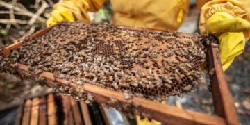 Apicoltura, via al bando da quasi mezzo milione di euro. Assessore Meloni: “Sosteniamo gli apicoltori e tuteliamo la biodiversità”